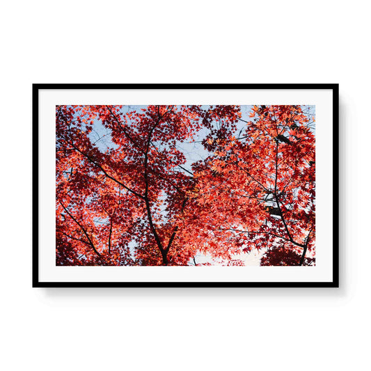 Momiji