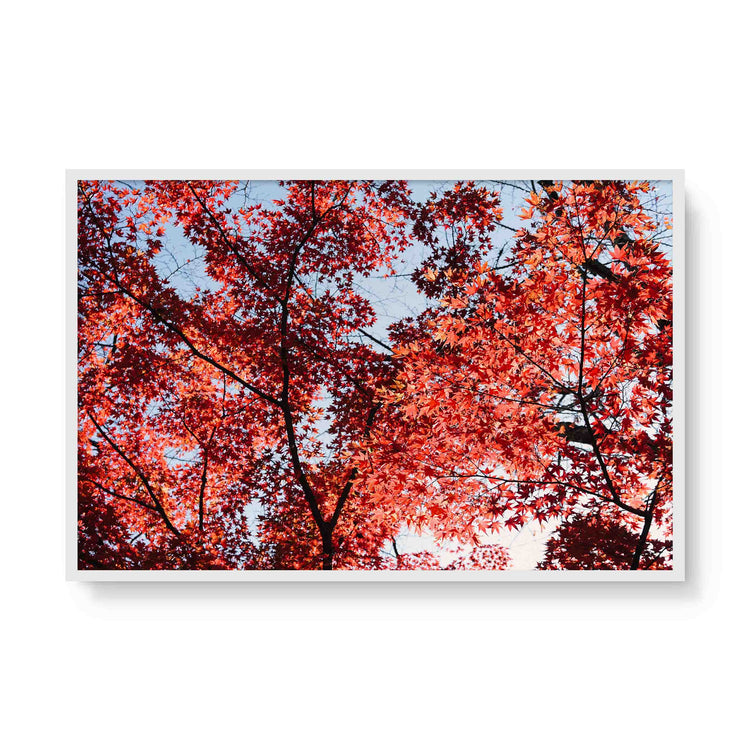 Momiji