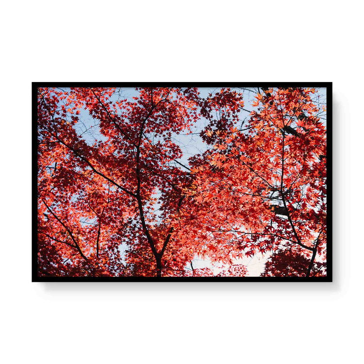 Momiji