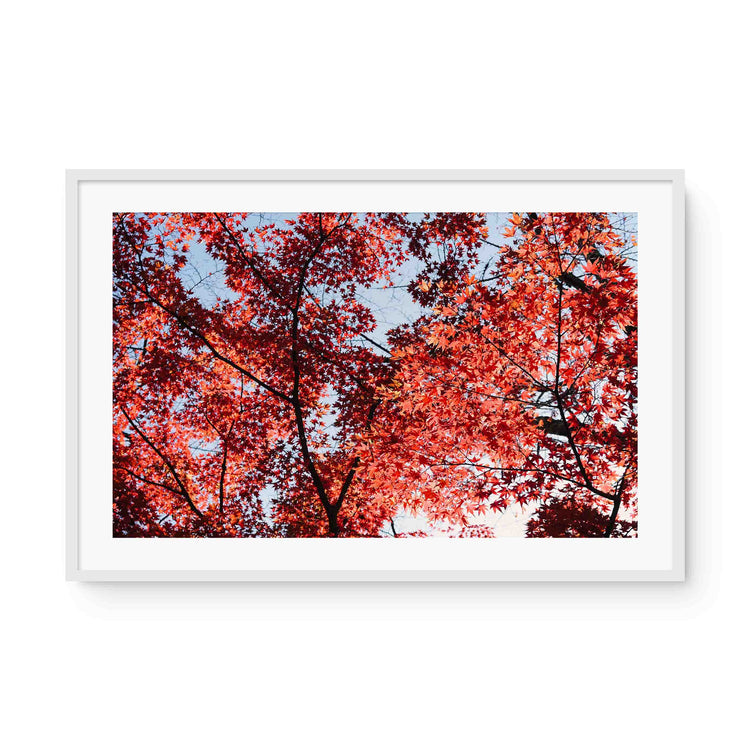 Momiji